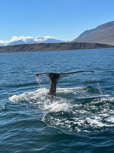 Hauganes: Whale Watching North Iceland - Key points to know before you book