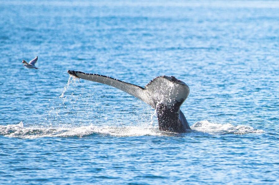 Hauganes: Whale Watching North Iceland - Warm drinks and cinnamon buns at the harbor