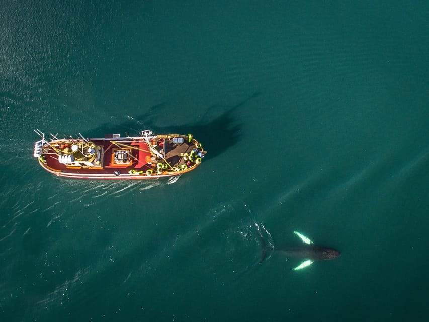 Hauganes: Whale Watching North Iceland - A quiet approach to large animals