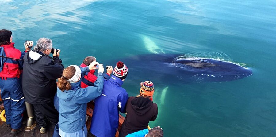 Hauganes: Whale Watching North Iceland - Warmth, comfort, and the motion question