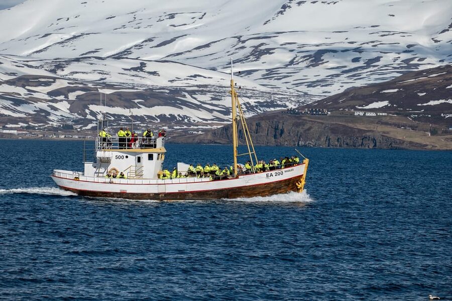Hauganes: Whale Watching North Iceland - What the $106 price buys you