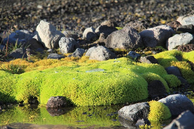 Highlights of Iceland / private guided super Jeep tour - Deildartunguhver shows geothermal Iceland at work