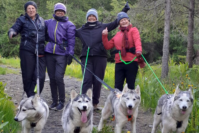 Hiking with Husky in Akureyri - Key points to know before booking