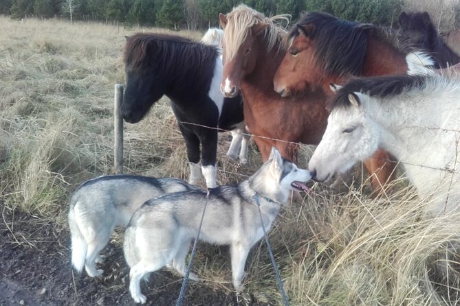 Hiking with Husky in Akureyri - The huskies are the entertainment