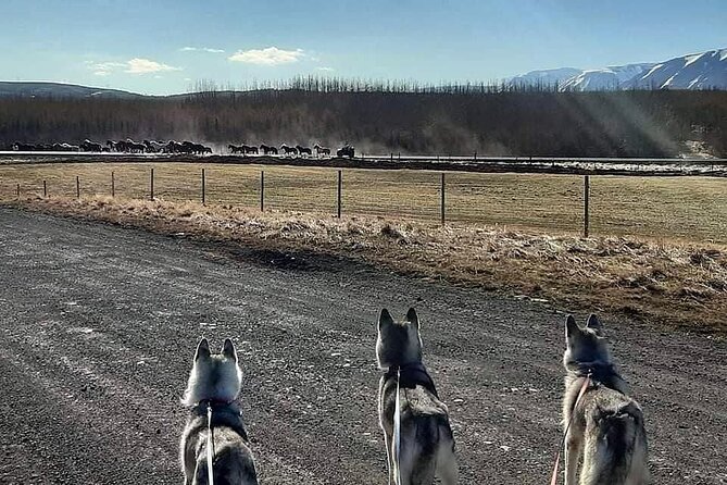 Hiking with Husky in Akureyri (private) - Key points to know before booking