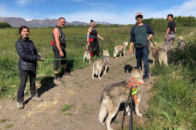 Hiking with Husky in Akureyri (private) - Meeting the GoHusky pack outside Akureyri