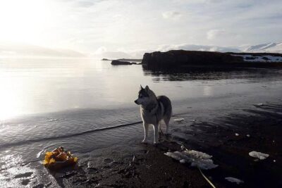 Hiking with Husky in Akureyri (private)