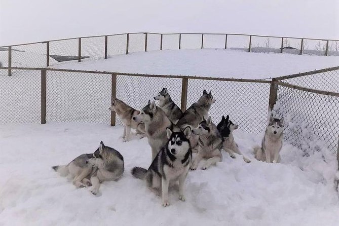 Hiking with Husky in Akureyri (private) - Why the private format is worth considering