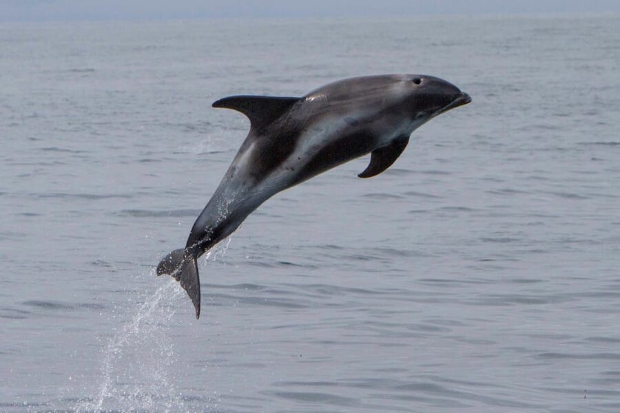 Hólmavík: Whale Watching Tour - Why Hólmavík makes sense for whale watching