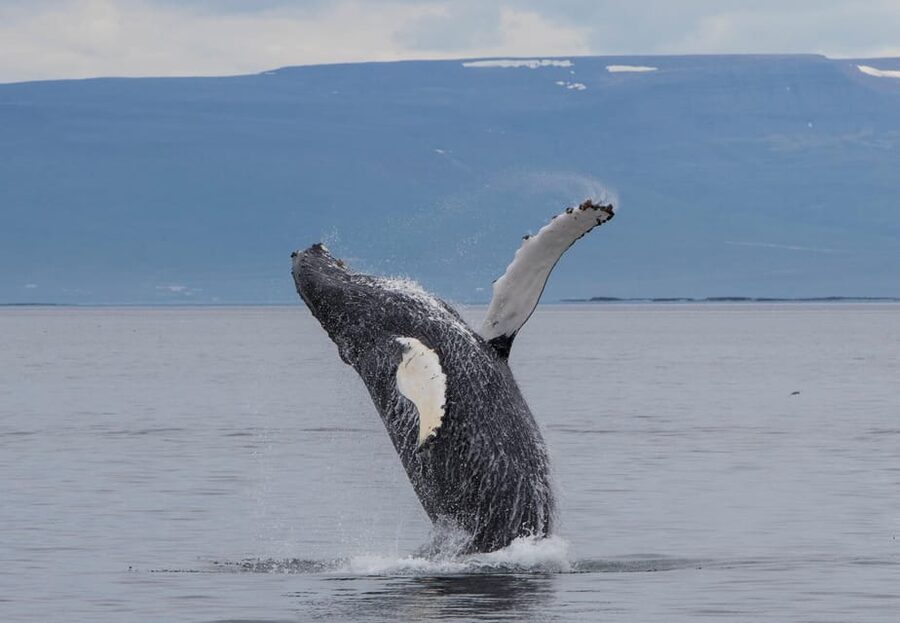 Hólmavík: Whale Watching Tour - Humpbacks, minke whales, and dolphins