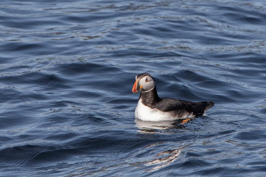Hólmavík: Whale Watching Tour - Who should book this Hólmavík tour?