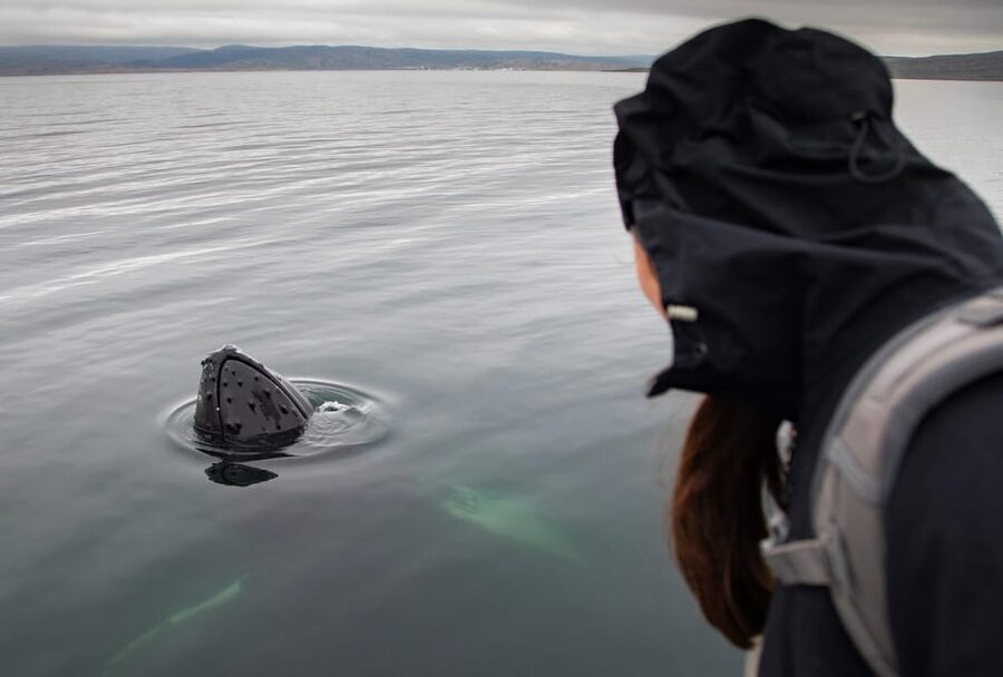 Hólmavík: Whale Watching Tour - Should you book it?