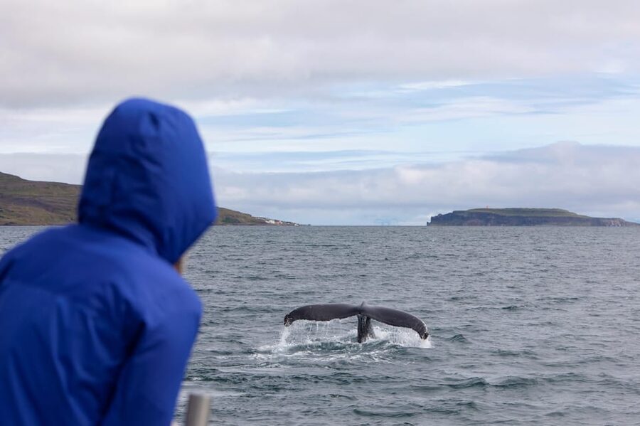 Hólmavík: Whale Watching Tour - FAQ