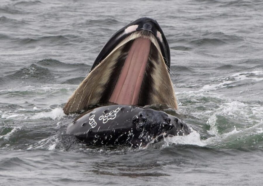 Hólmavík: Whale Watching Tour - Price, warmth, and overall value