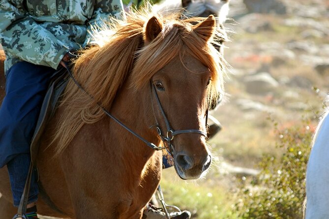 Horseback Riding Tour in Iceland - Riding an Icelandic horse near Reykjavik