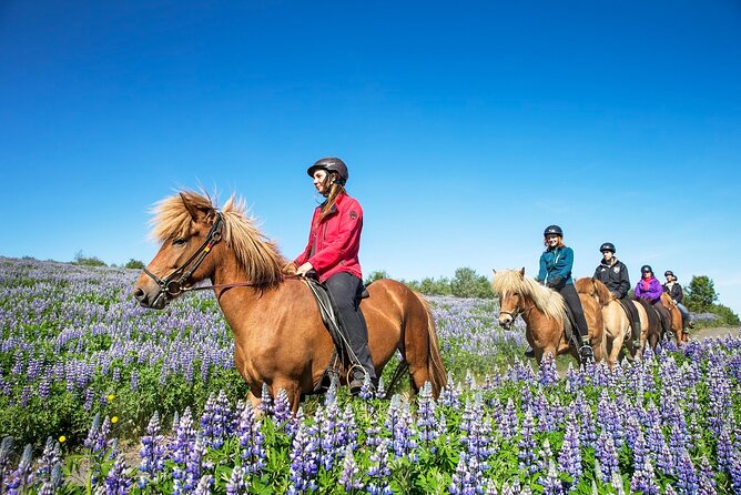 Horseback Riding Tour in Iceland - Getting to know the Icelandic horse