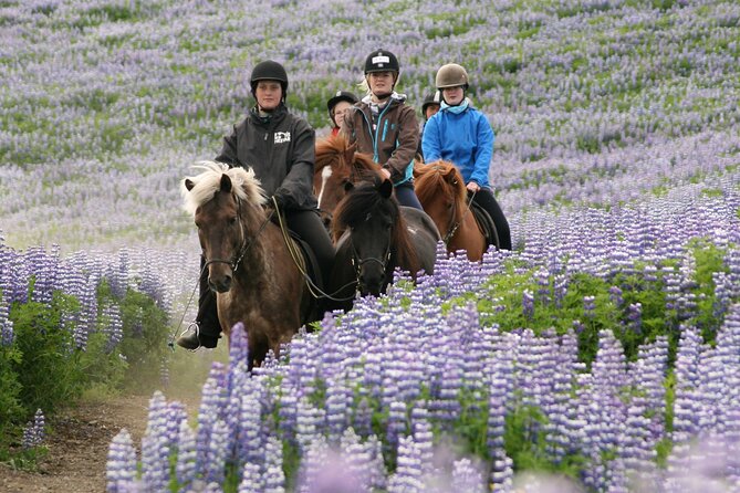Horseback Riding Tour in Iceland - How beginner-friendly is the ride?