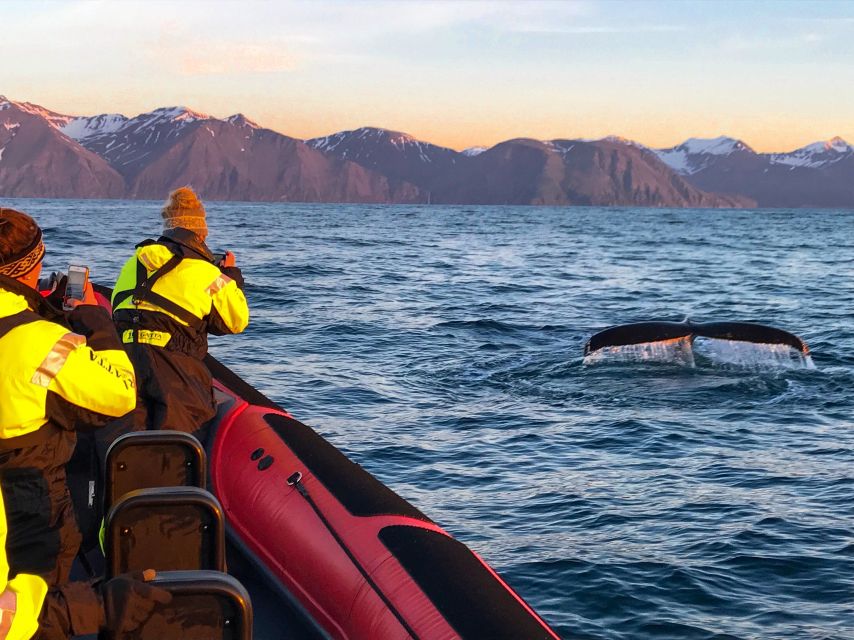 Húsavík: Big Whales and Puffin Island Speedboat Tour - Key points to know before you book