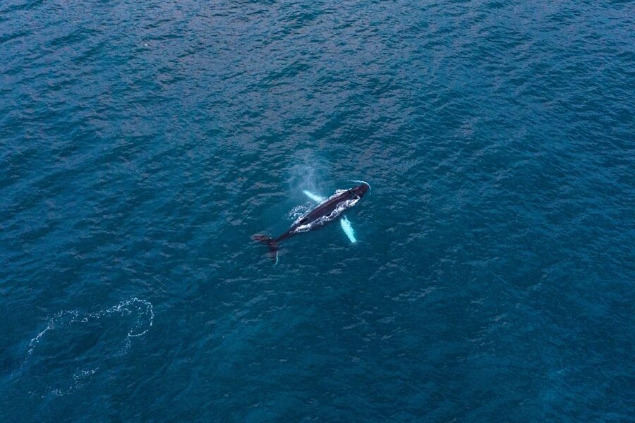 Húsavík: Big Whales and Puffin Island Speedboat Tour - Booking, weather, and cancellation details