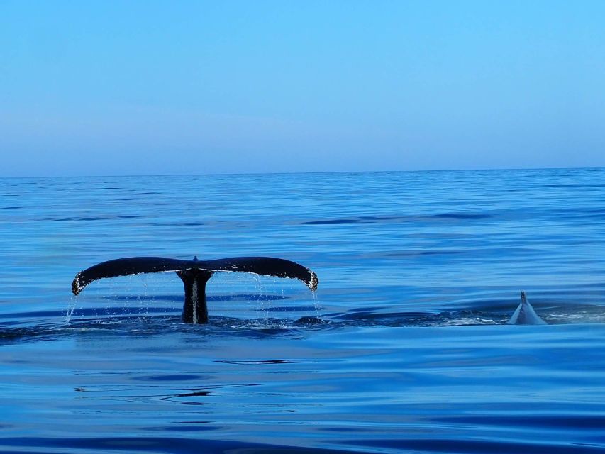 Húsavík: Big Whales and Puffin Island Speedboat Tour - Why the RIB boat changes whale watching in Húsavík