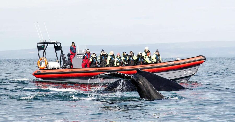 Húsavík: Big Whales and Puffin Island Speedboat Tour - The first ride across Skjálfandi Bay