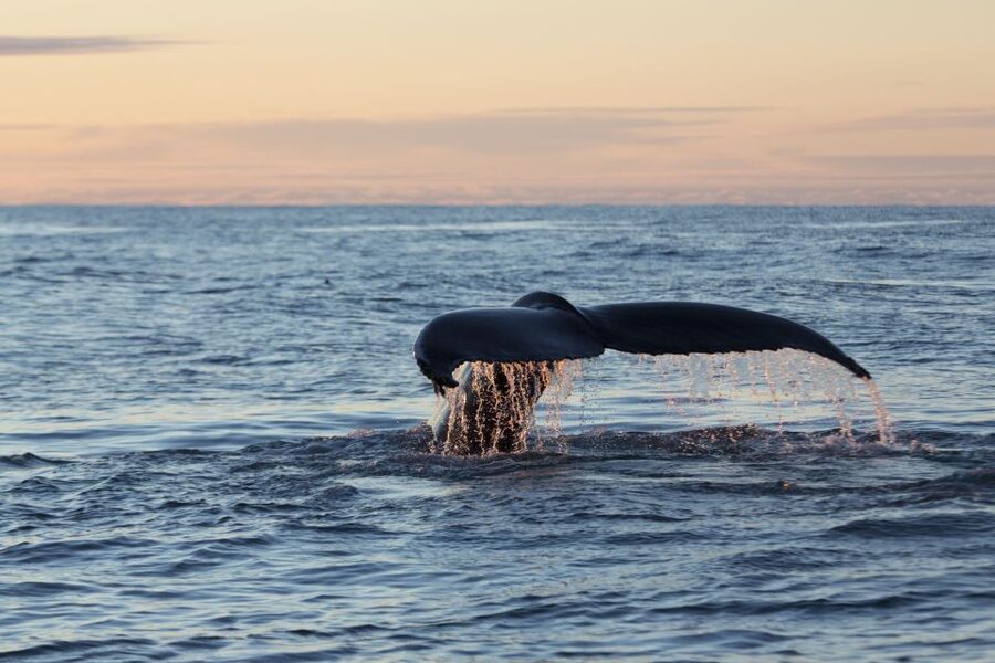 Húsavík: Big Whales and Puffin Island Speedboat Tour - Lundey Island and the summer puffin stop