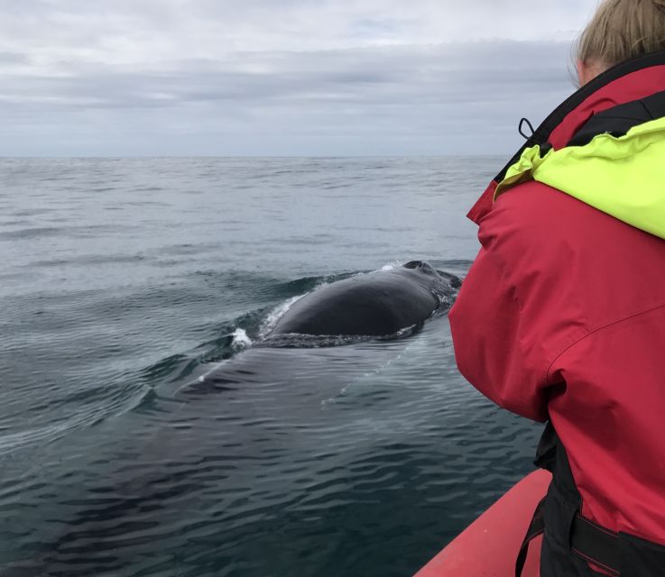 Húsavík: Big Whales and Puffin Island Speedboat Tour - Searching for humpbacks, dolphins, and more