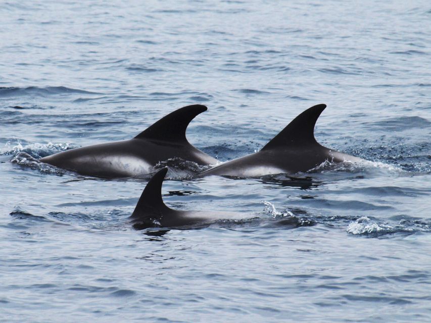 Húsavík: Big Whales and Puffin Island Speedboat Tour - What the $198 price really buys you