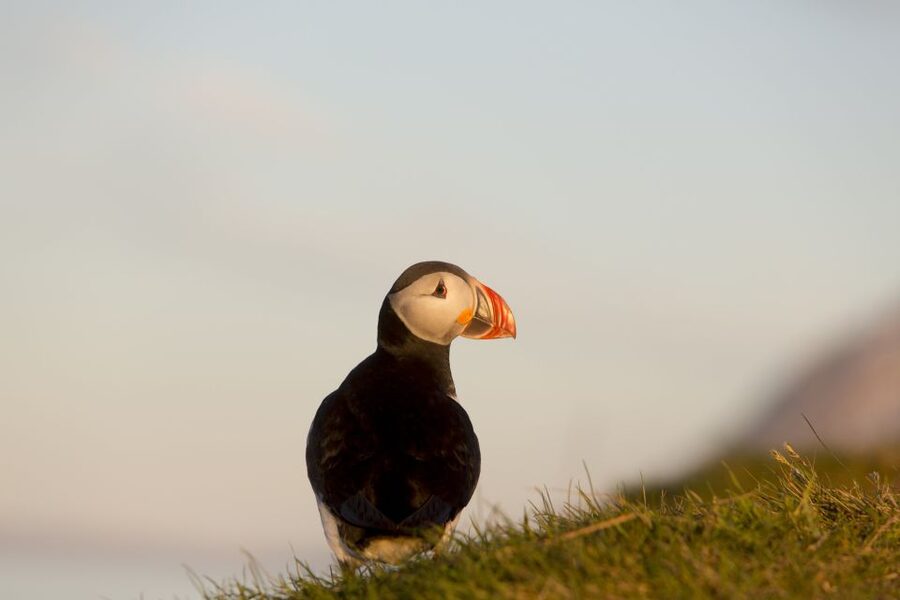 Húsavík: Big Whales and Puffin Island Speedboat Tour - Who should choose this boat