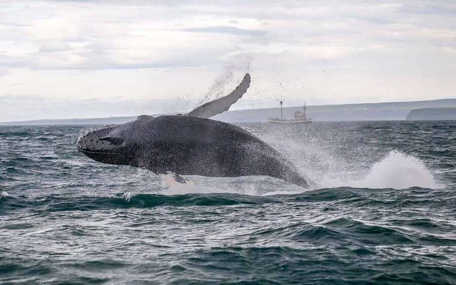 Húsavík: Family-Run and Guided Whale Watching Tour - Leaving Húsavík aboard Moby Dick