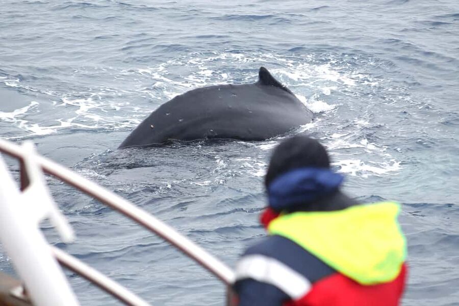 Húsavík: Family-Run and Guided Whale Watching Tour - What you might see in the bay