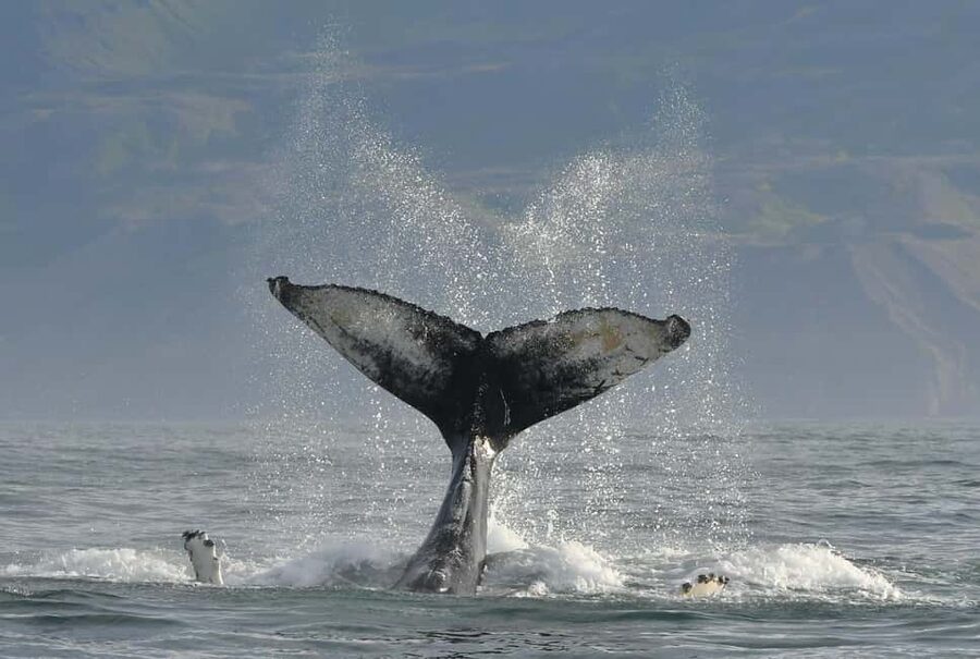 Húsavík: Family-Run and Guided Whale Watching Tour - Puffins and seabirds from May to mid-August