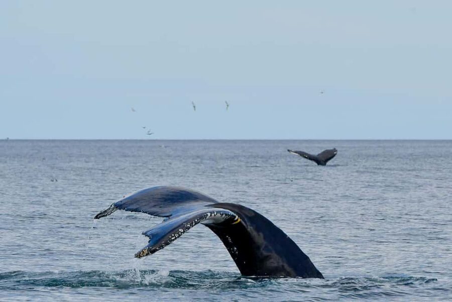 Húsavík: Family-Run and Guided Whale Watching Tour - The guides add real value