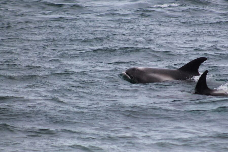 Húsavík: Family-Run and Guided Whale Watching Tour - Price, comfort, and overall value