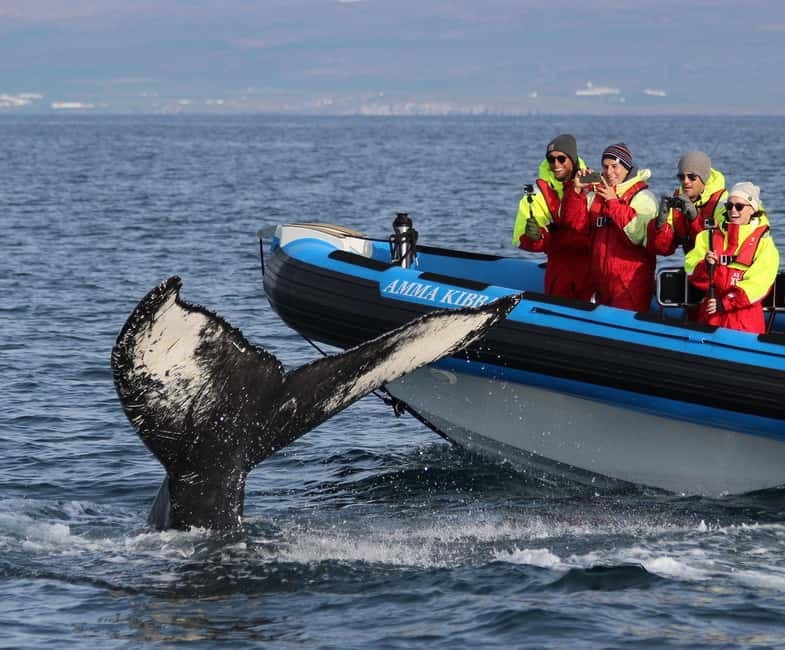 Húsavík: Original Big Whale Safari & Puffins by Speedboat - Key points to know before booking