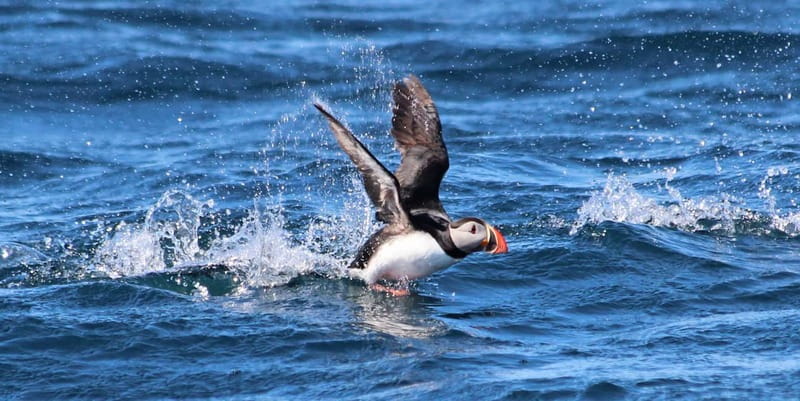 Húsavík: Original Big Whale Safari & Puffins by Speedboat - Who should book this tour?