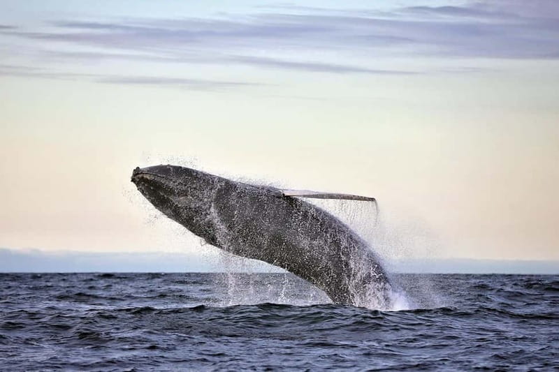Húsavík: Original Big Whale Safari & Puffins by Speedboat - Why this Húsavík RIB trip is different
