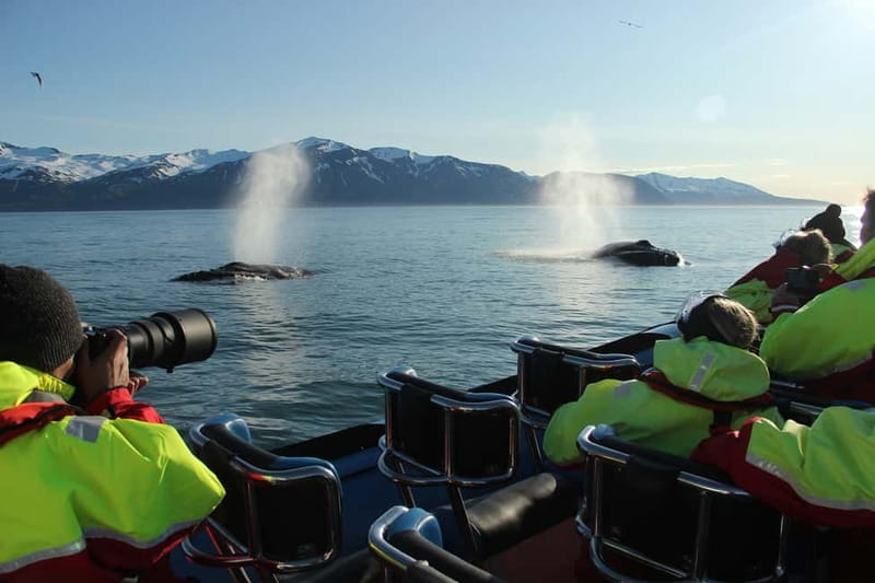 Húsavík: Original Big Whale Safari & Puffins by Speedboat - Safety briefing before the open bay