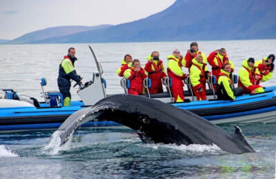 Original Big Whale Safari & Puffins by Speedboat