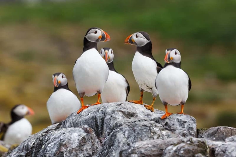 Húsavík: Original Big Whale Safari & Puffins by Speedboat - Puffin Island from April through August