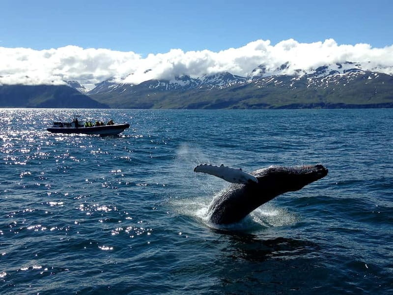 Húsavík: Original Big Whale Safari & Puffins by Speedboat - Searching Skjálfandi Bay for whales