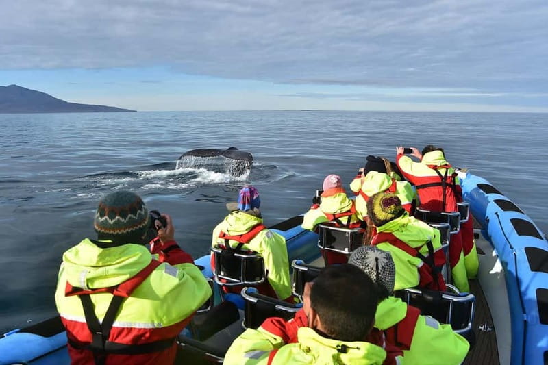 Húsavík: Original Big Whale Safari & Puffins by Speedboat - The guides make the difference