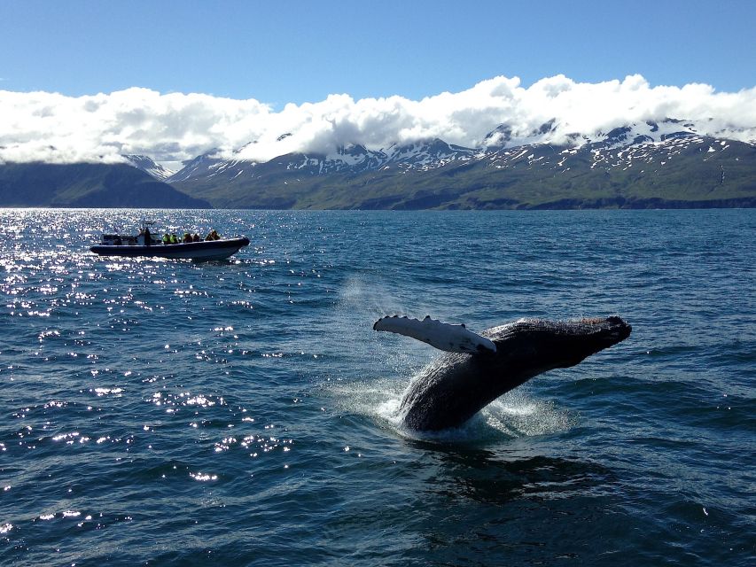 Húsavík: Original Big Whale Safari & Puffins by Speedboat - Is $159 a fair price?
