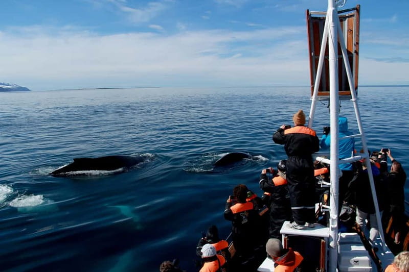 Húsavík: Traditional Whale Watching by Local Family Company - Practical advice before you go