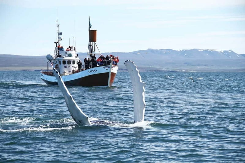 Húsavík: Traditional Whale Watching by Local Family Company - Meeting Gentle Giants in central Húsavík