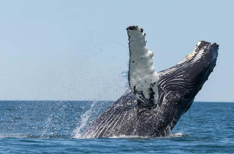 Húsavík: Traditional Whale Watching by Local Family Company - Three hours across Skjálfandi Bay