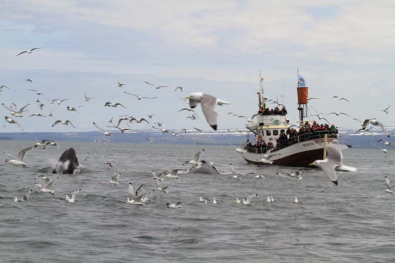 Húsavík: Traditional Whale Watching by Local Family Company - What you might see in the bay