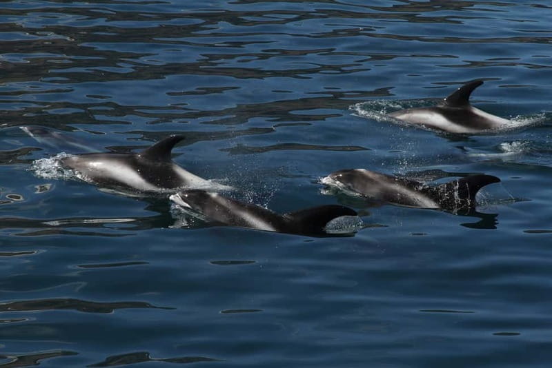Húsavík: Traditional Whale Watching by Local Family Company - The guides make the difference