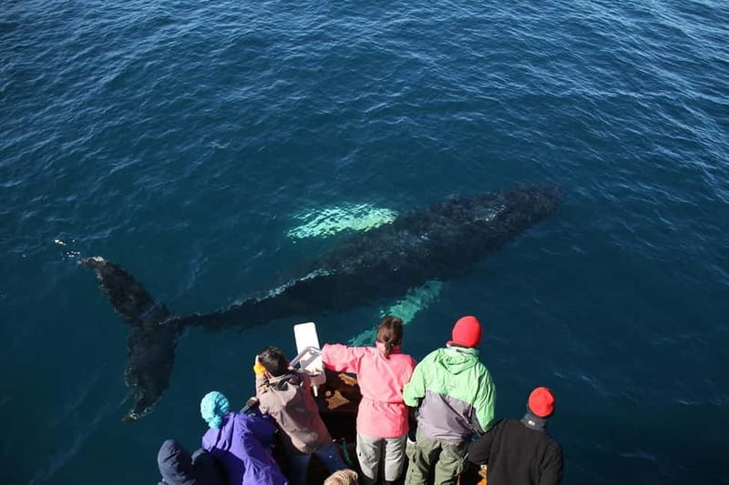 Húsavík: Traditional Whale Watching by Local Family Company - The return to Húsavík