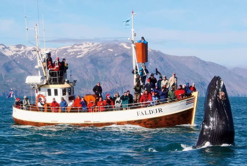Húsavík: Traditional Whale Watching by Local Family Company - Is $91 a fair price?